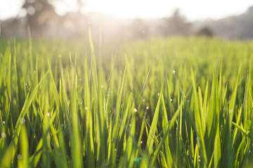 Rice Field Terrace Bali