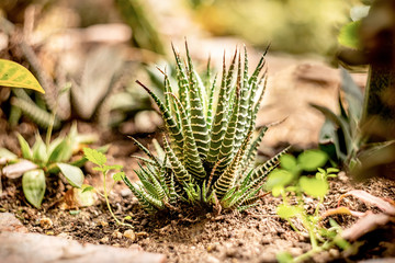 Fototapeta premium Various cactus and succulents in a tropical greenhouse indoors