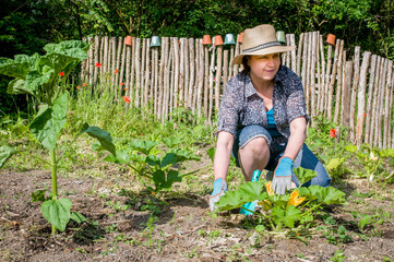 Frau mittleren Alters arbeitet an einem Gemüsebett in ihrem Garten