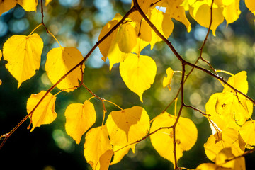 Branch of linden with yellow and orange leaves in sunny weather_