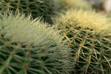 Macro photo of spiky and fluffy cactus, cactaceae or cacti