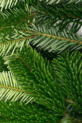 Fototapeta premium Natural green spruce twig background or texture