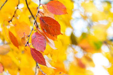 Branch with red and yellow autumn leaves in sunny weather_