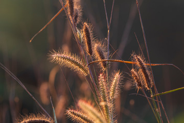 Flowering grass, beautiful light, seasonal