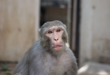 The Rhesus Macaque Monkey sitting and looking away curiously