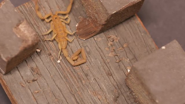 Handheld, panning, medium close up shot of a Buthidae scorpion, it crawls out of frame.