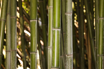 Fototapeta premium bamboo grove nature background