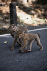 adult and young monkey go on asphalt road with marking
