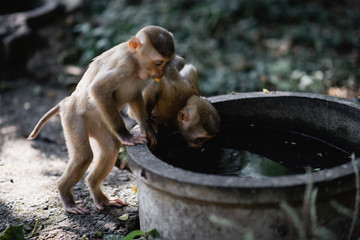 couple of young monkeys drink water from a stone bowl in the jungle