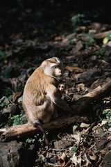 mother monkey holds and protects her cub