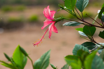 Beautiful Hibiscus flower hanging on the tree during a beautiful day in natural day light
