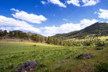 Fototapeta na wymiar Flowing dreamy meadows in Rocky Mountain National Park