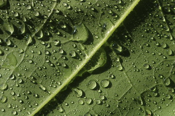 Closed up green leaf with rain drop