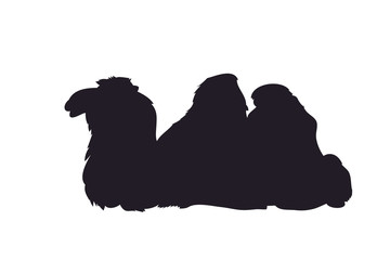 vector illustration of a camel that lies, drawing silhouette
