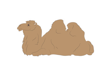 vector illustration of a camel that lies, drawing color