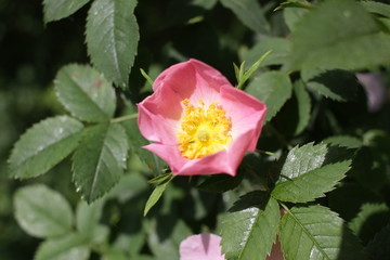 Blooming rosehip plant. Wild pink rose. Rosehip. Dog rose. 