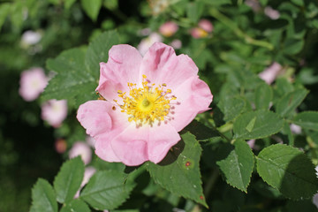 Blooming rosehip plant. Wild pink rose. Rosehip. Dog rose. 