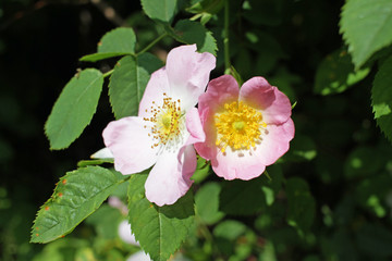 Blooming rosehip plant. Wild pink rose. Rosehip. Dog rose. 
