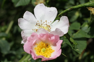 Blooming rosehip plant. Wild pink rose. Rosehip. Dog rose. 