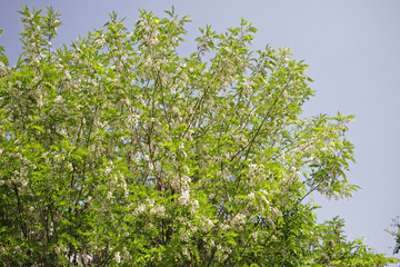 Acacia tree flowers blooming in the spring. Acacia flowers branch with a green background. Floral pattern.