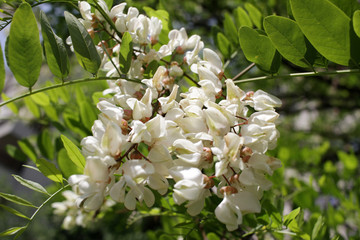 Acacia tree flowers blooming in the spring. Acacia flowers branch with a green background. Floral pattern.