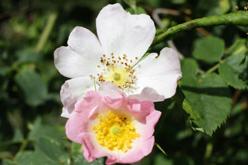 Blooming rosehip plant. Wild pink rose. Rosehip. Dog rose. 