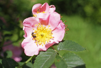 Blooming rosehip plant. Wild pink rose. Rosehip. Dog rose. 