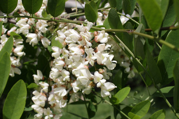 Acacia tree flowers blooming in the spring. Acacia flowers branch with a green background. Floral pattern.
