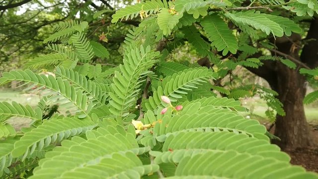 Tamarind leaf video with flowers Tamarind is a leguminous tree in the family Fabaceae indigenous to tropical Africa