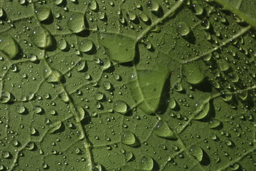 Closed up green leaf with rain drop