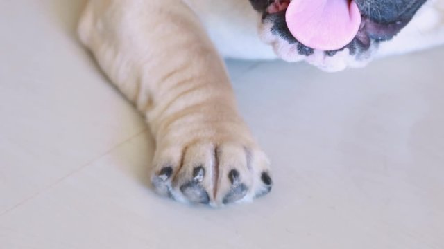 Close-up view mouth and tongue of english bulldog puppy