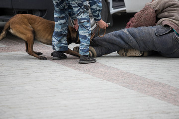 Training a police dog, the moment of the attack on the ground.