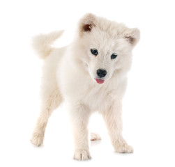 puppy samoyed dog in studio