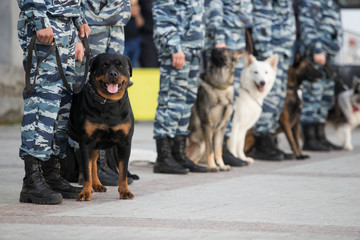 police dogs with a dog handler