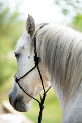 horse with ethological halter