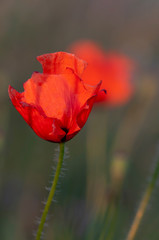 red poppies on meadow