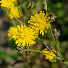 Blühendes Habichtskraut, Hieracium