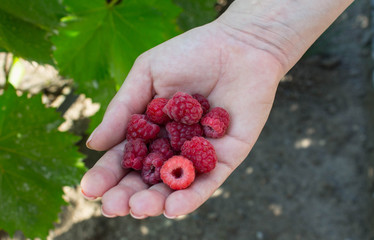 a ripe juicy raspberries in women hand
