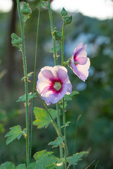 Spring outdoor, open hollyhock flower，Alcea rosea