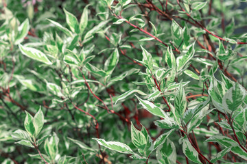 Naklejka na ściany i meble Ornamental shrub Derain White Elegantissima or Cornus alba.