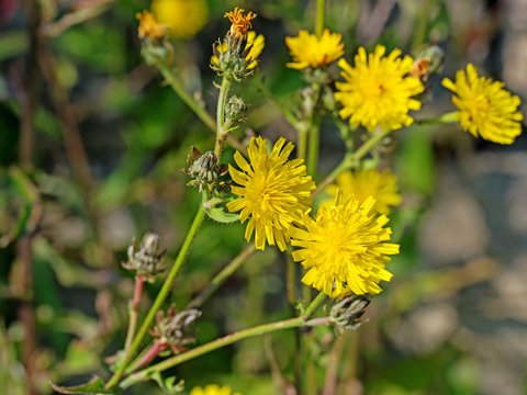 Bl&uuml;hendes Habichtskraut, Hieracium
