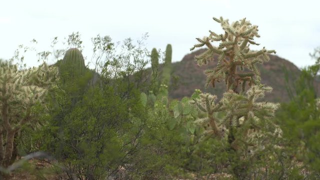 Steady, medium wide shot of Saguaro, Prickly Pear and Cholla cacti in dry mountainous terrain.
