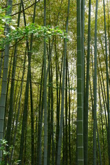 Fototapeta na wymiar Bamboo in forest
