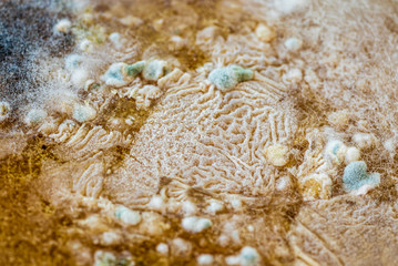Mold on food, closeup for texture