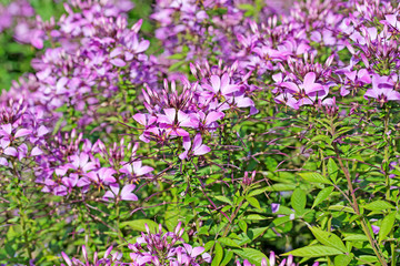 Blühende Spinnenblume, Cleome spinosa