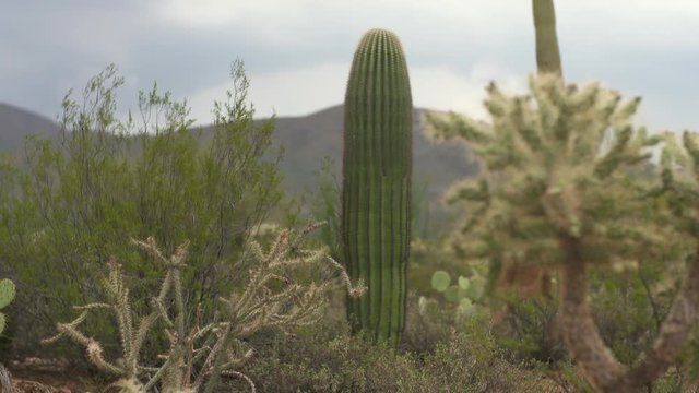 Steady, medium close up shot of cholla cactus, camera the focuses on a saguaro in the background.