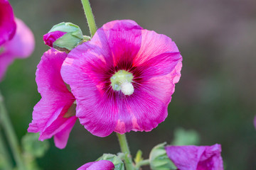 Spring outdoor, open hollyhock flower，Alcea rosea
