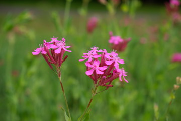 pink flower in the garden
