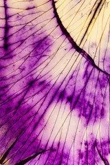 Fototapete Violett Iris-Blütenblatt auf dem weißen Hintergrund