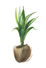 Watercolor coconut palm tree sprouted from a nut on a white background for design compositions on the theme of summer holidays, travel.